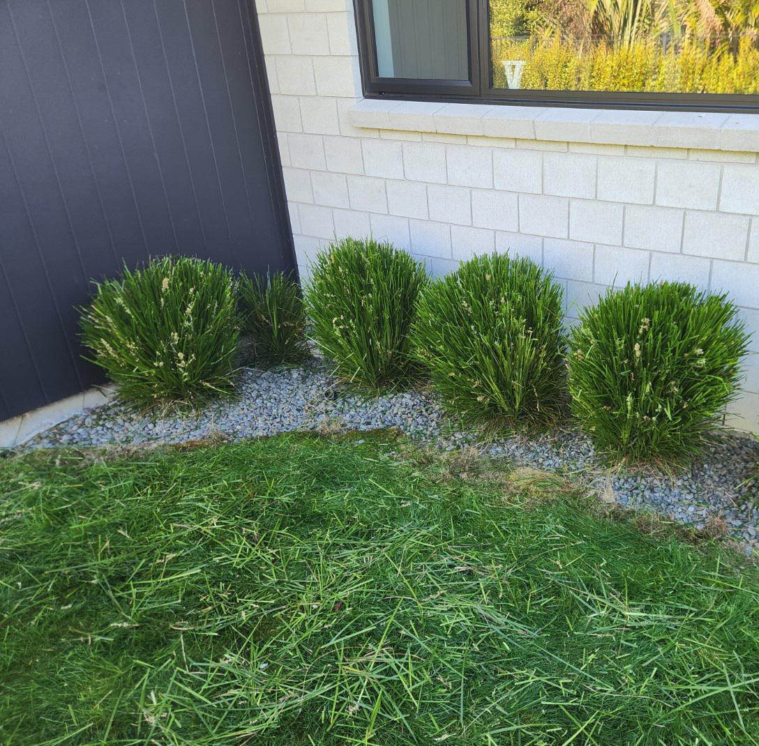 Small hedge and garden bed tidy against a Te Awamutu home